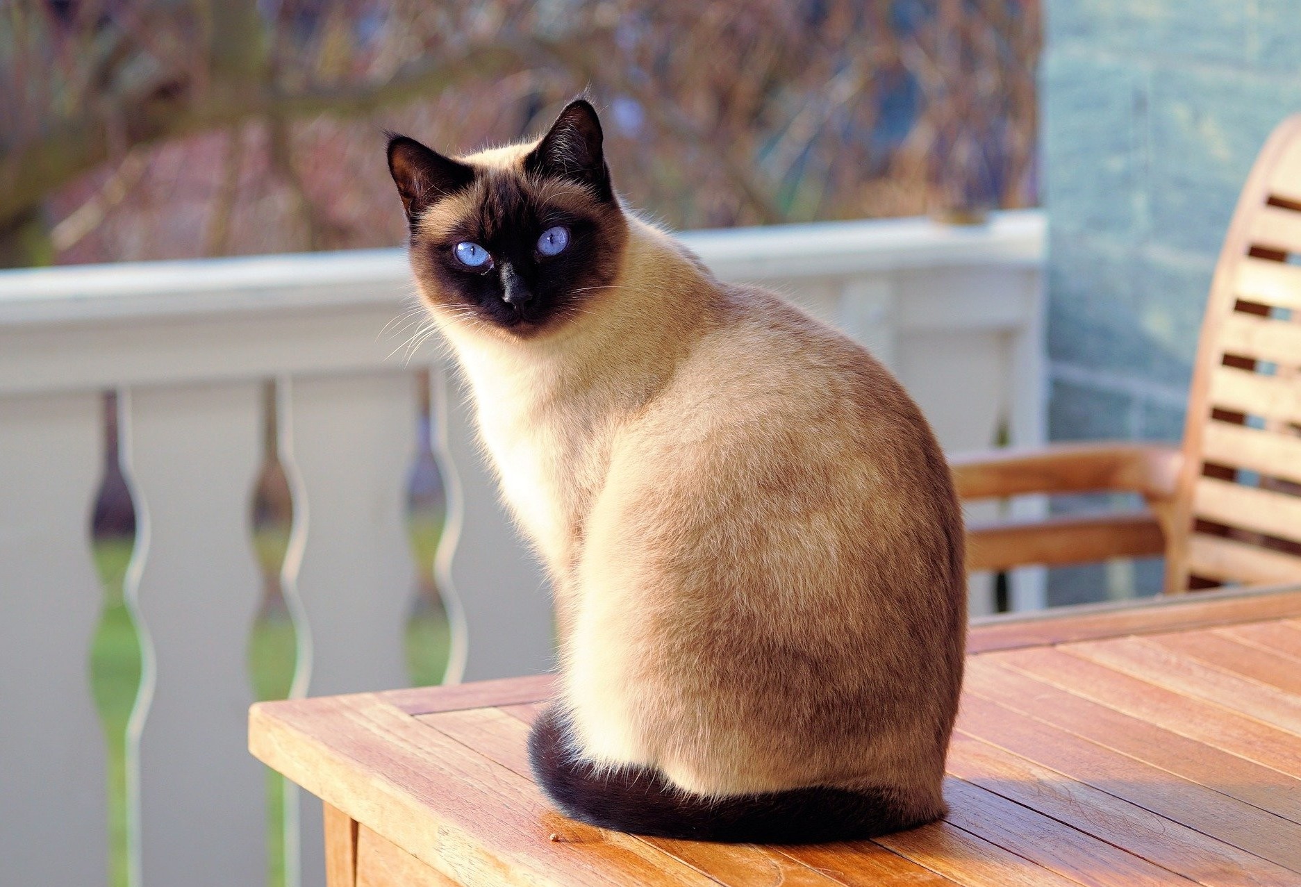 Dores em gatos: saiba como identificar