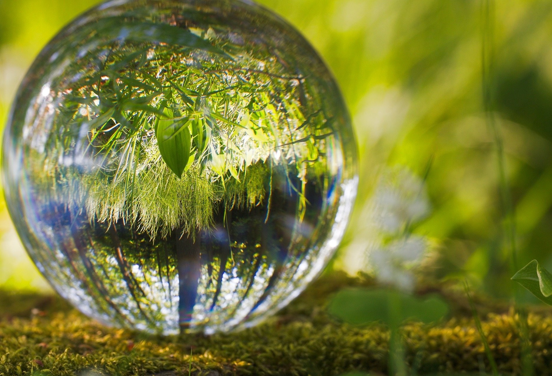 Dia Mundial do Meio Ambiente: restauração de ecossistemas 