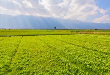 Agropecuária sofre com o mercado, mas mantém boa expectativas 