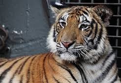 Zoo de Cascavel volta a ser fechado nesta quarta-feira 