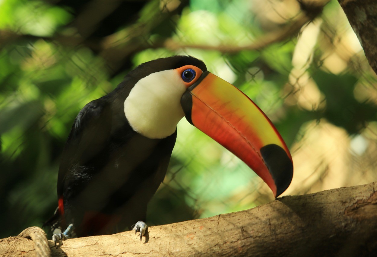 Zoológico de Cascavel completa 43 anos neste domingo