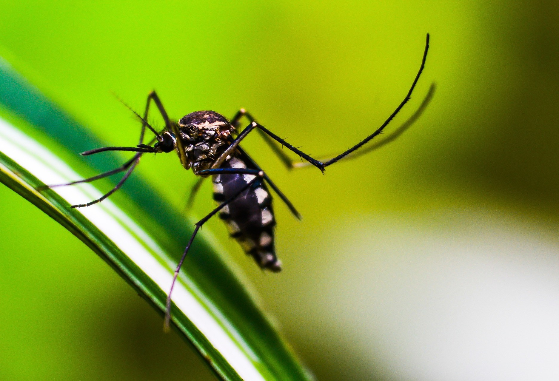 LIRAa aponta baixo risco de dengue 