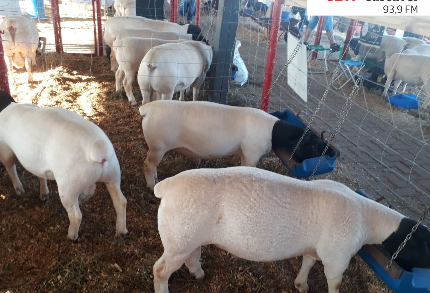 Produtores apresentam projeto de criação de ovinos