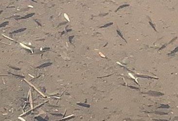 Secretaria de Meio Ambiente emite nota sobre mortes de peixes no Ecopark Oeste 