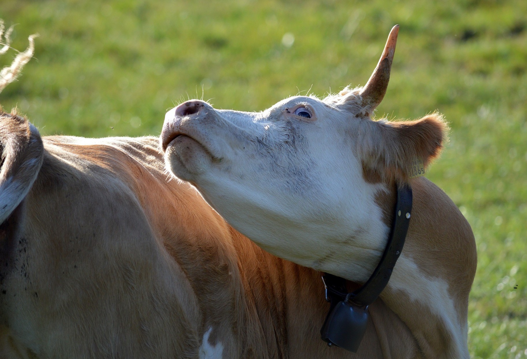 "O Brasil é caracterizado com o risco insignificante", diz veterinário 