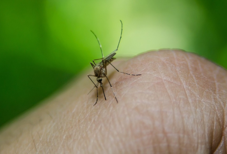 Cascavel tem 131 casos de dengue confirmados 