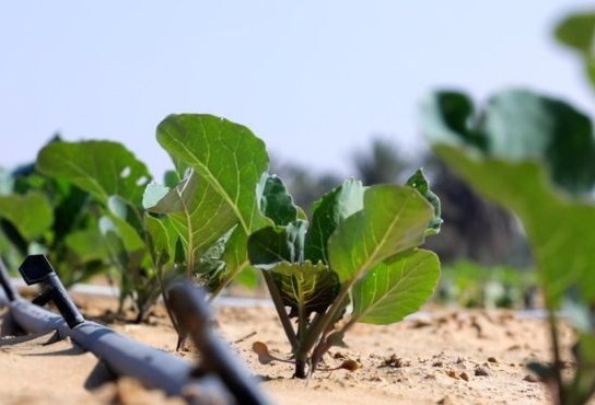 Agricultor ganha 'Nobel alternativo' por plantar árvores em deserto