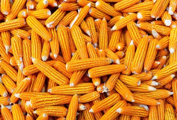 Brasil tem potencial para produzir 15 bilhões de litros de etanol a partir do milho