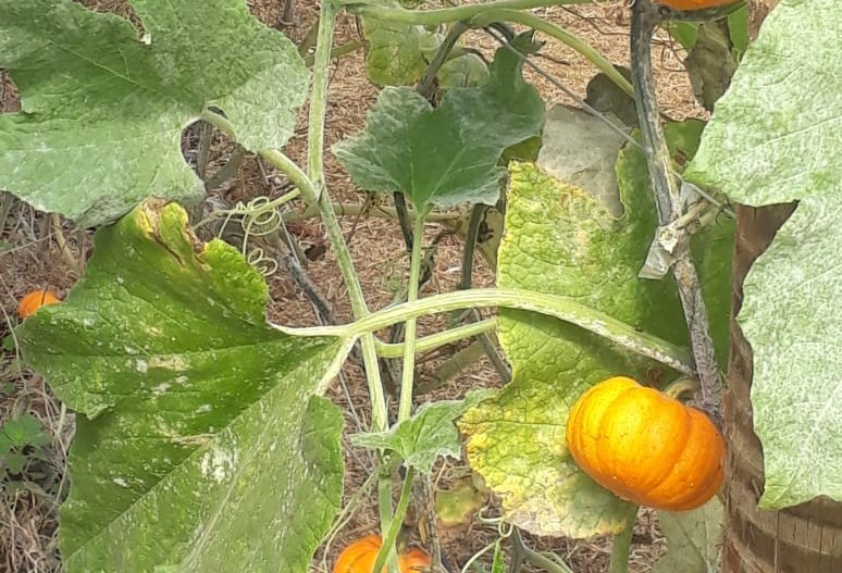 Mini abóboras se desenvolvem em pequenos  terrenos 